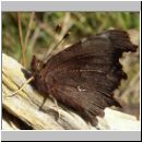 Polygonia C-Album - C-Falter 14.jpg